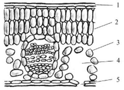 Рисунок 2: Поперечный срез листа. 1 – эпидерма; 2 – столбчатая хлоренхима; 3 – губчатая хлоренхима; 4 – подустьичная полость; 5 – устьице.