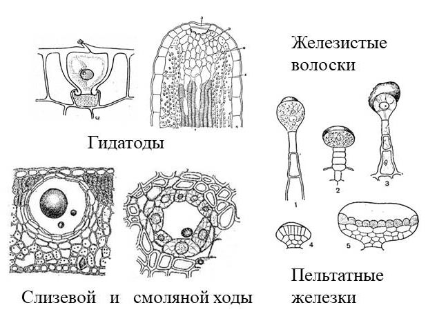 Выделительная ткань растений рисунок