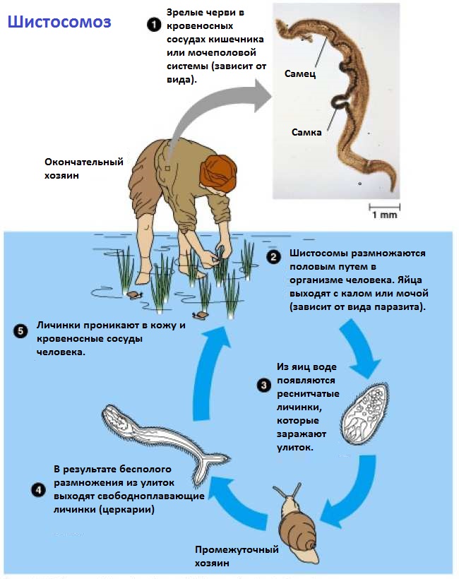 Жизненный цикл шистосомы