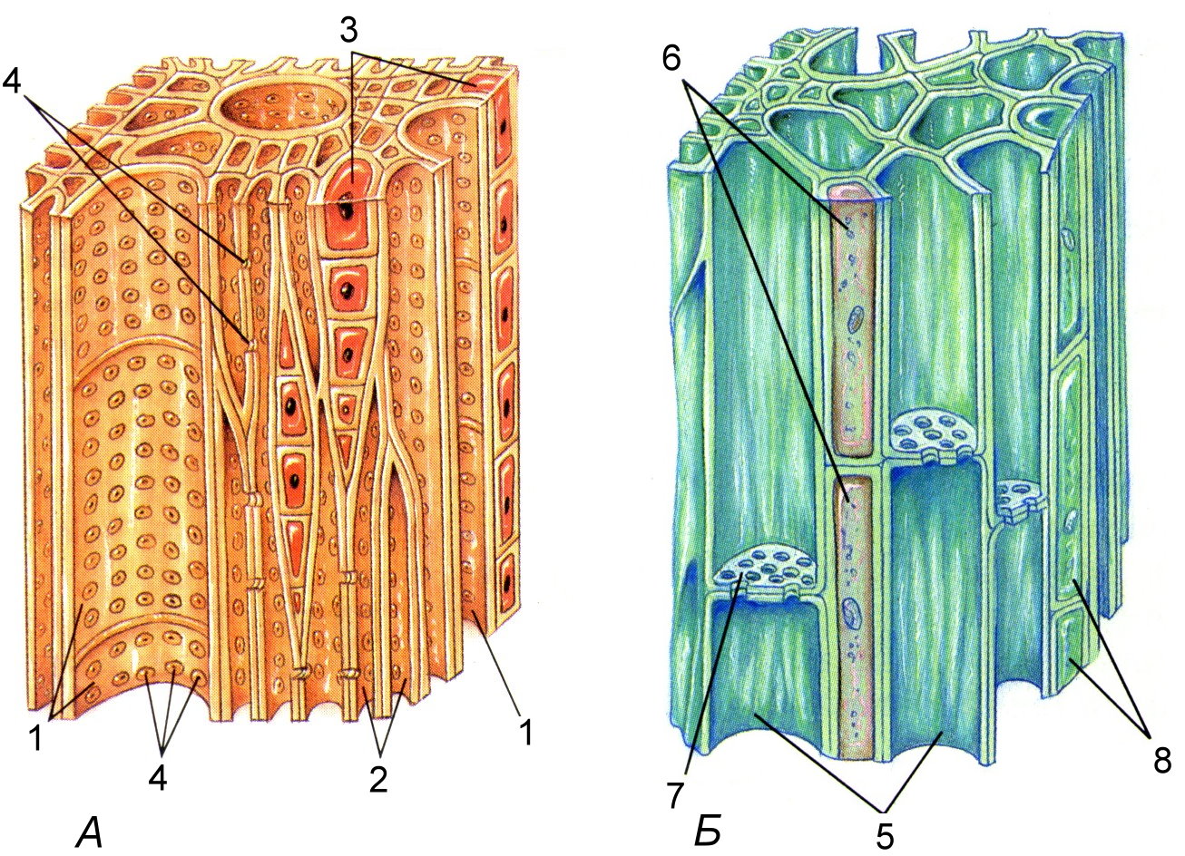Рисунок: Проводящие ткани. А – ксилема; Б – флоэма. 1 – сосуды ксилемы; 2 – трахеиды; 3 – клетки древесной паренхимы; 4 – поры; 5 - ситовидные трубки; 6 – клетки – спутницы; 7 – ситовидные поля; 8 – клетки лубяной паренхимы.