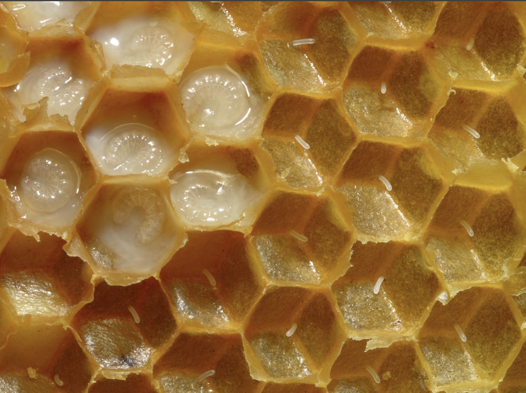 baby bees in honeycomb cells bee larvae rice eggs under skin of morgellons patients