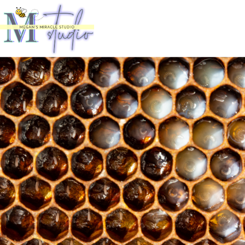 bee hive close up honeycomb brown cells with sparkling larvae