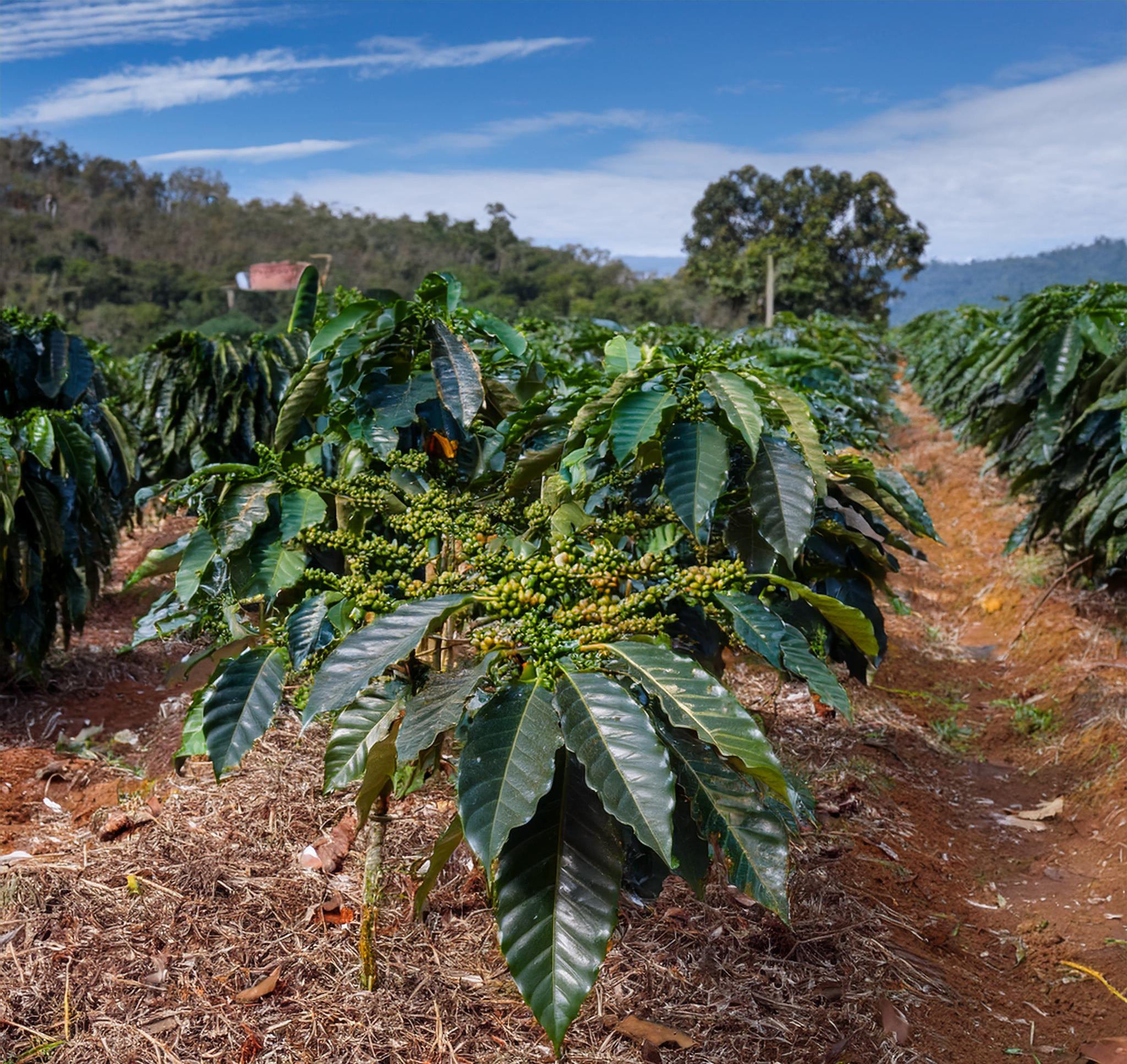 Estresse oxidativo em plantas com plantas raquíticas