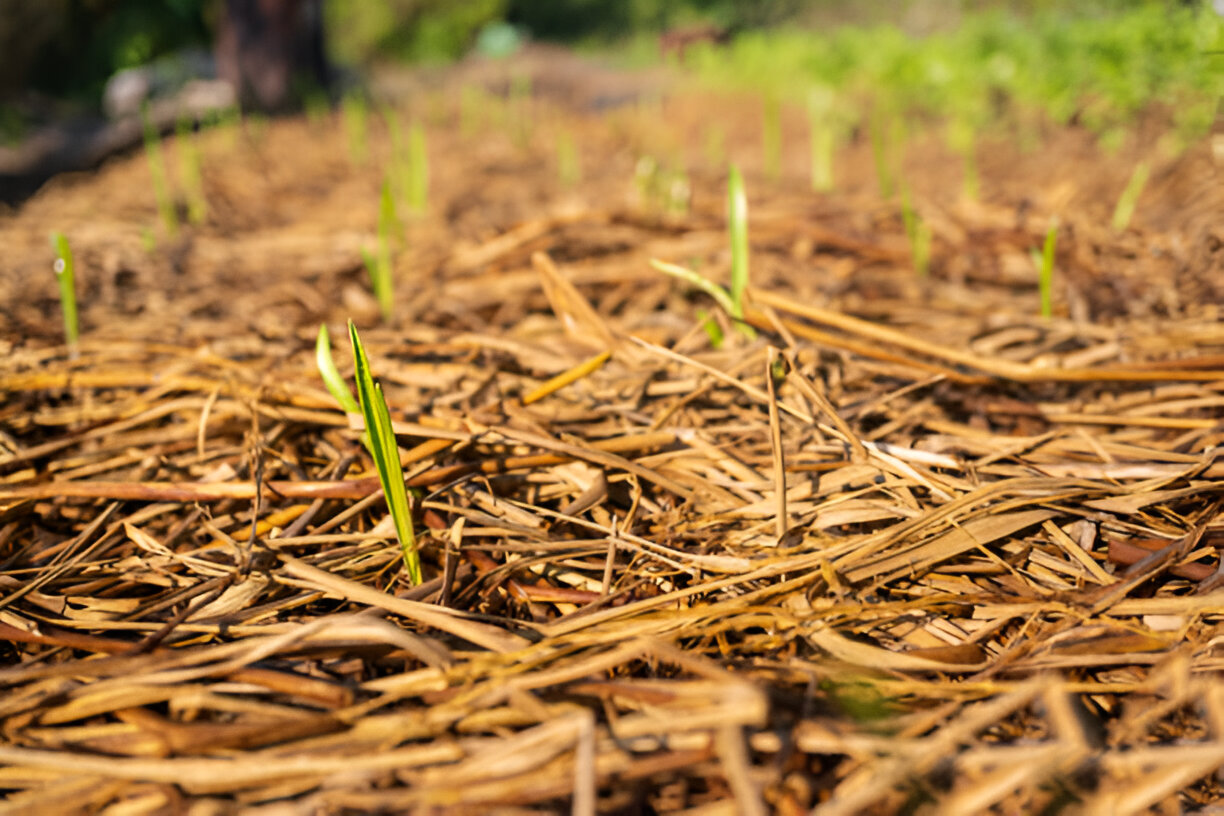 Agricultura regenerativa com plantio direto na palha